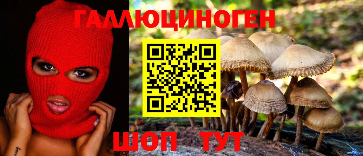 Псилоцибиновые грибы Psilocybe Видное
